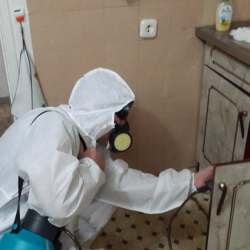 Дезинфекция от муравьев в квартире в Столбовой